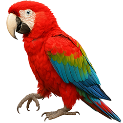 Ruby Macaw